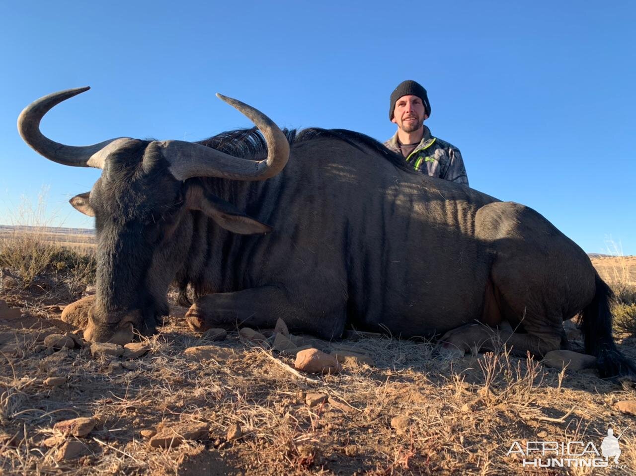 Blue Wildebeest Hunt Eastern Cape South Africa