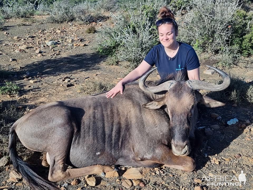 Blue Wildebeest Hunt Eastern Cape South Africa