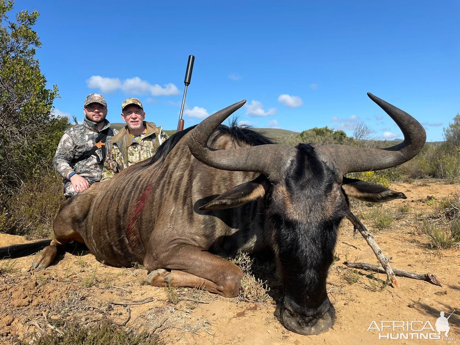 Blue Wildebeest Hunt Eastern Cape South Africa