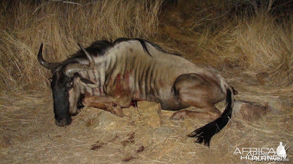 Blue Wildebeest hunt in Namibia