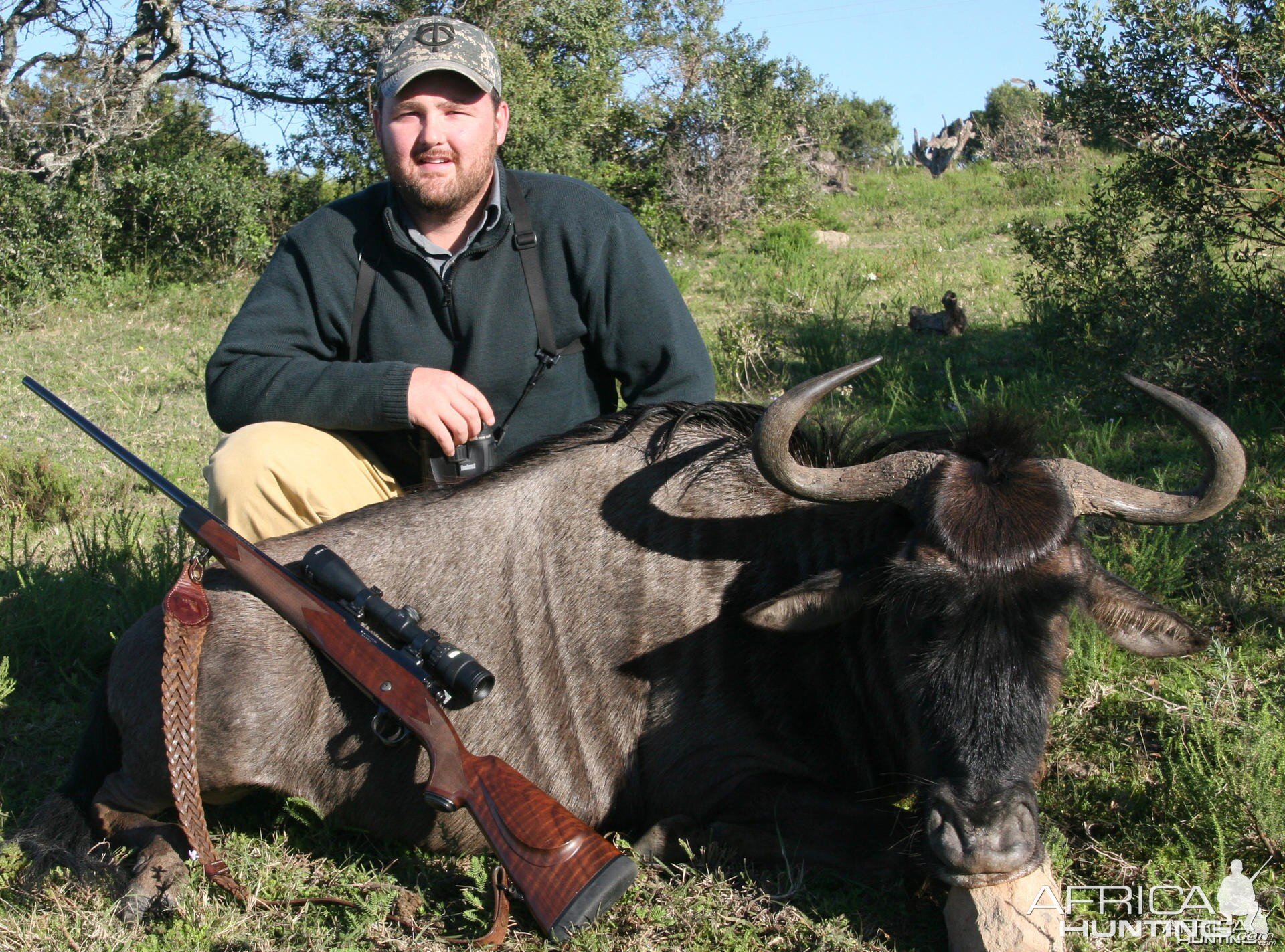 Blue Wildebeest hunt in South Africa