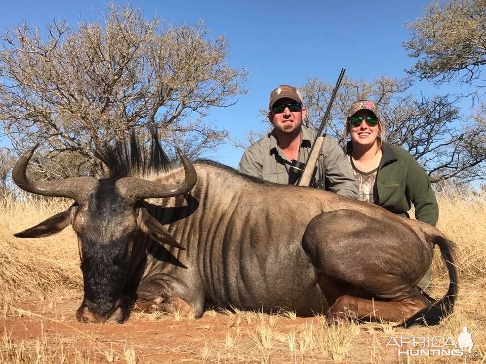 Blue Wildebeest Hunt in South Africa