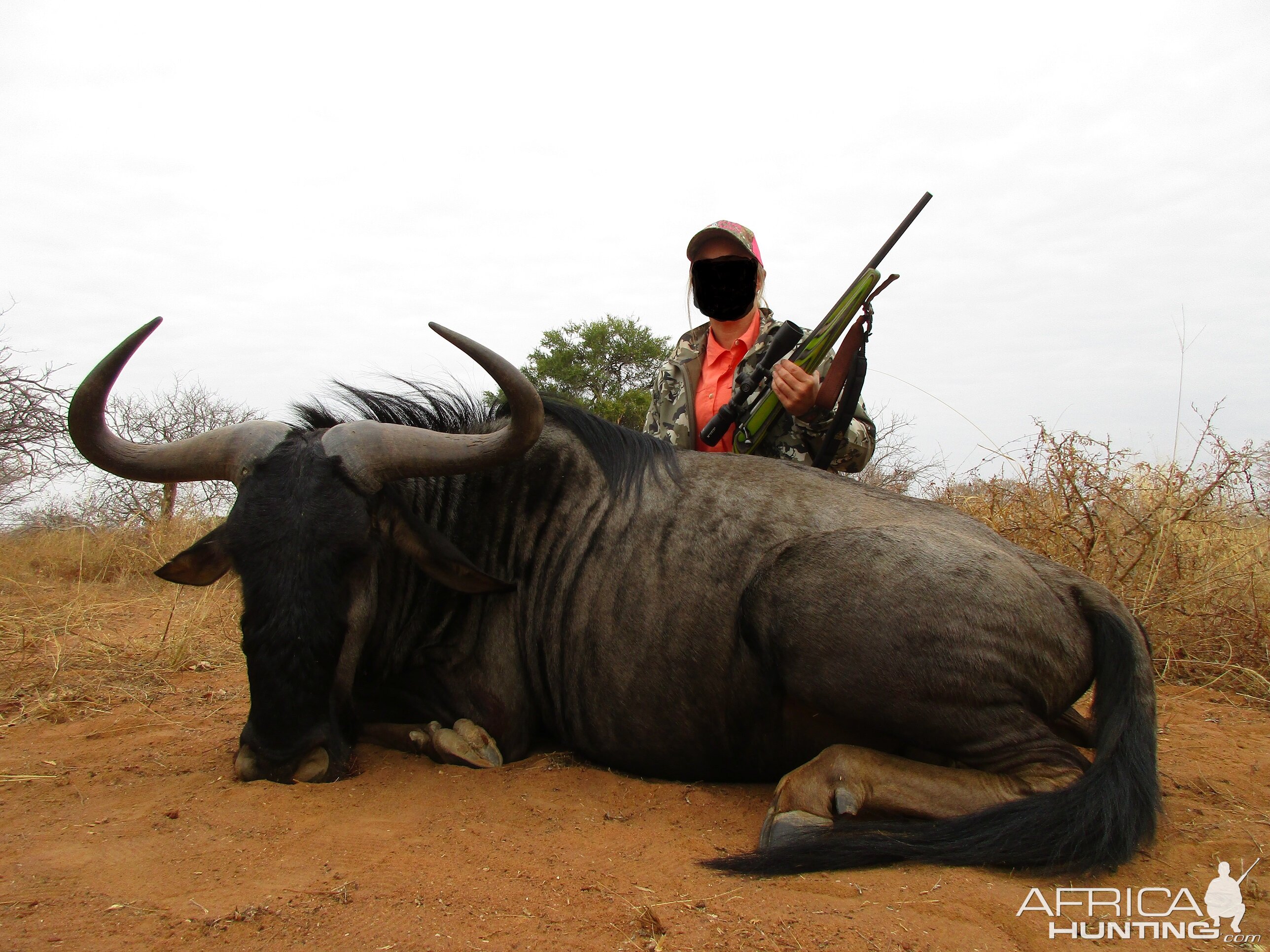 Blue Wildebeest Hunt in South Africa