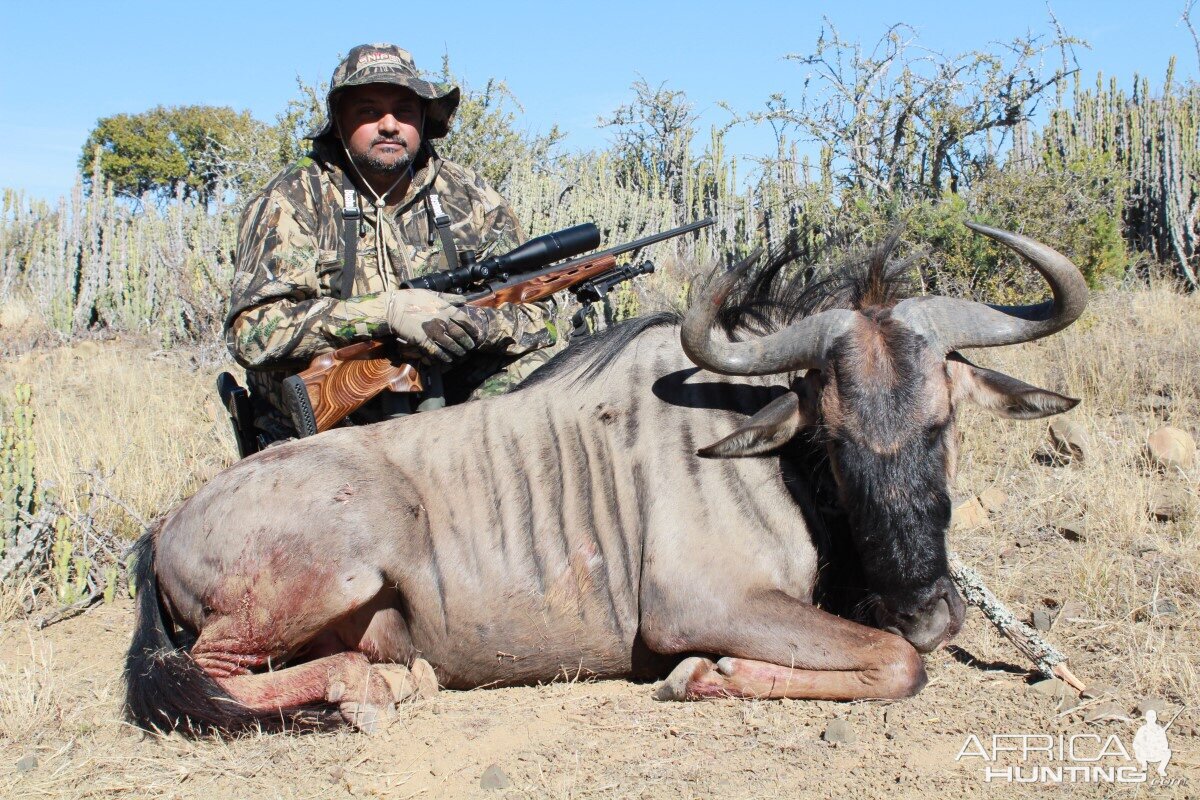 Blue Wildebeest Hunt in South Africa