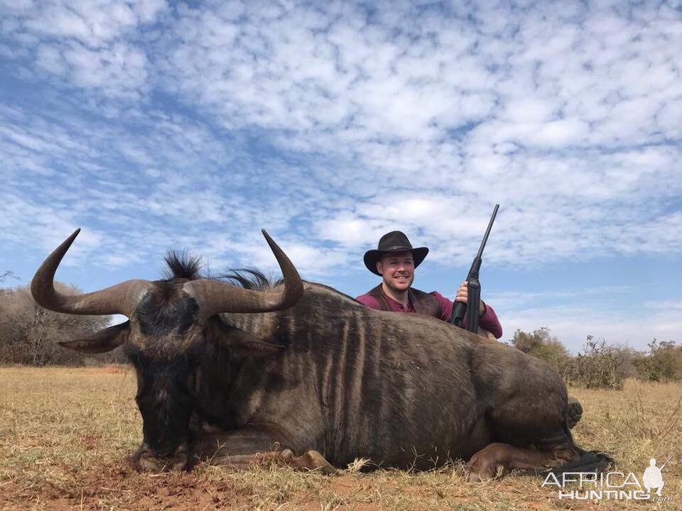 Blue Wildebeest Hunt in South Africa