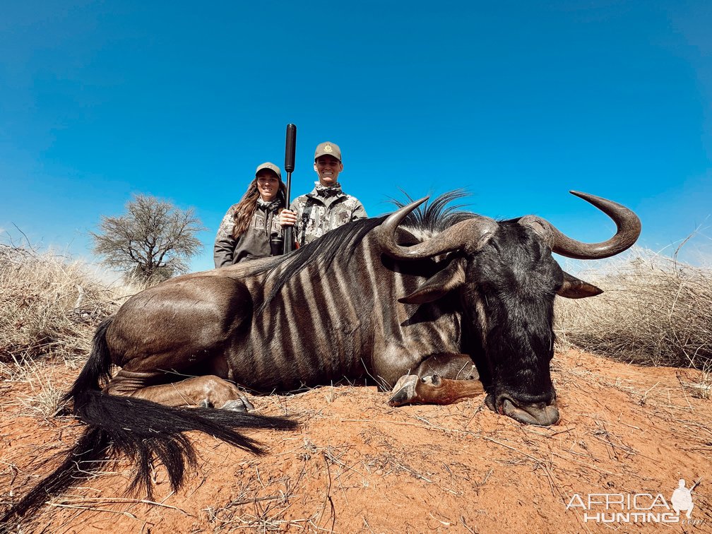 Blue Wildebeest Hunt Kalahari South Africa