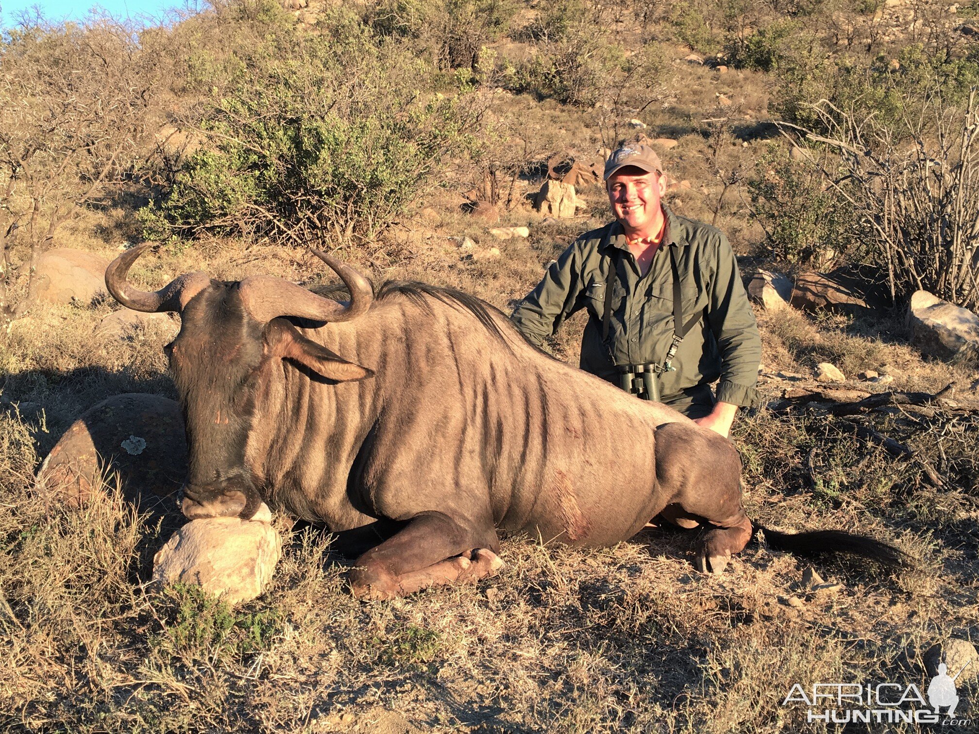 Blue Wildebeest Hunt Karoo South Africa