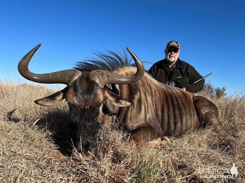 Blue Wildebeest Hunt Karoo South Africa