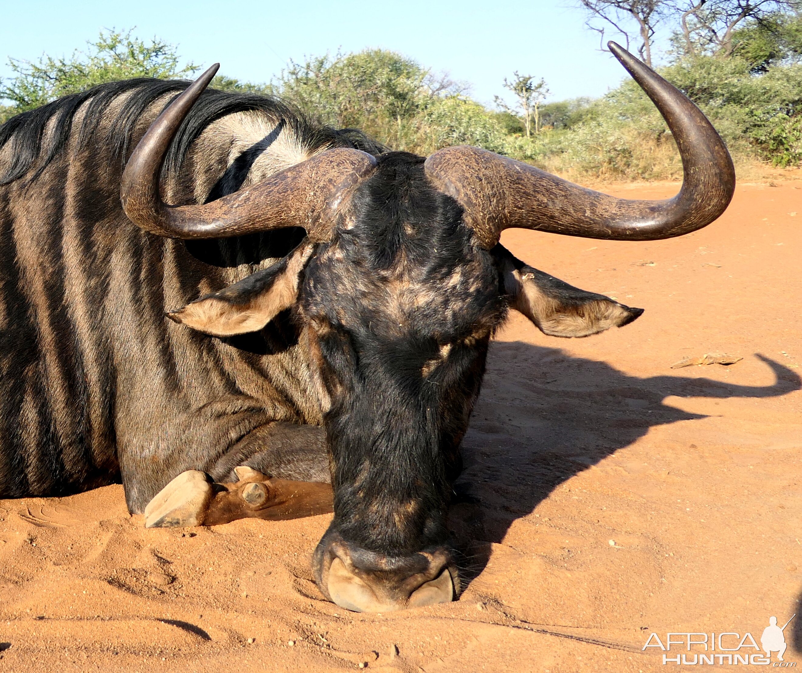 Blue Wildebeest Hunt Limpopo South Africa