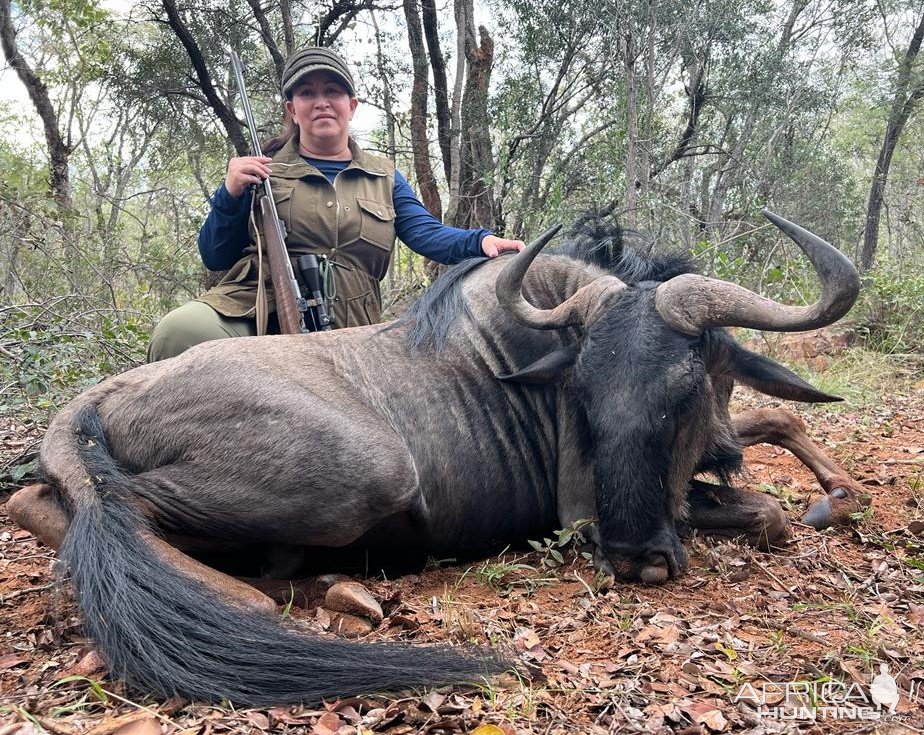 Blue Wildebeest Hunt Limpopo South Africa