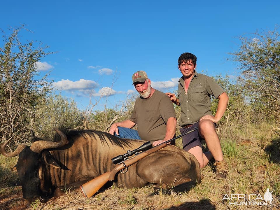 Blue Wildebeest Hunt Limpopo South Africa