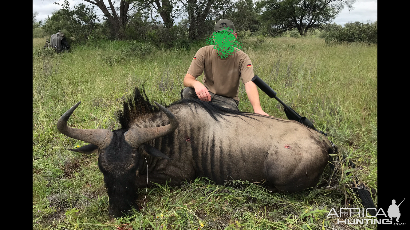 Blue Wildebeest Hunt Namibia