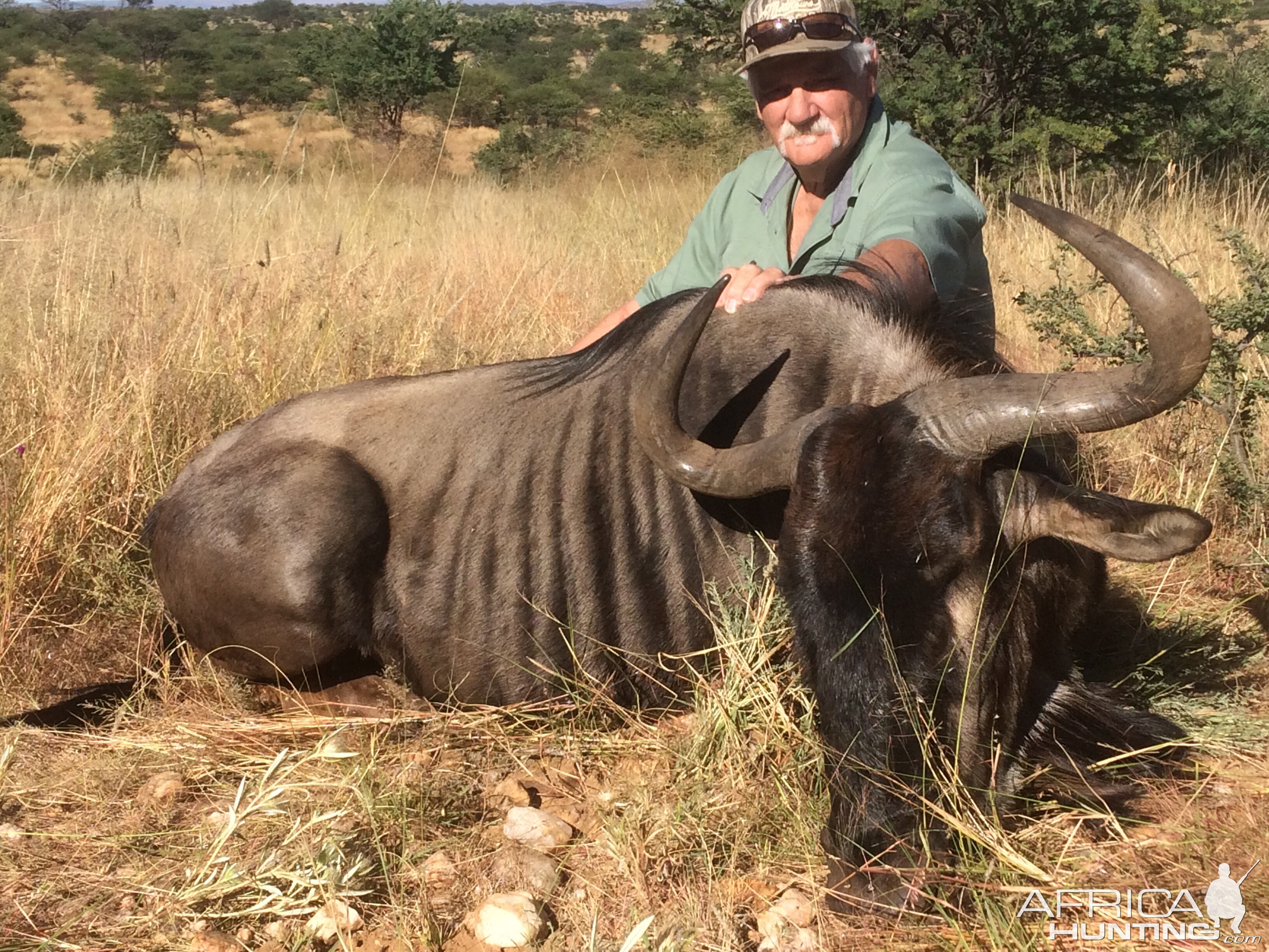 Blue Wildebeest Hunt Namibia