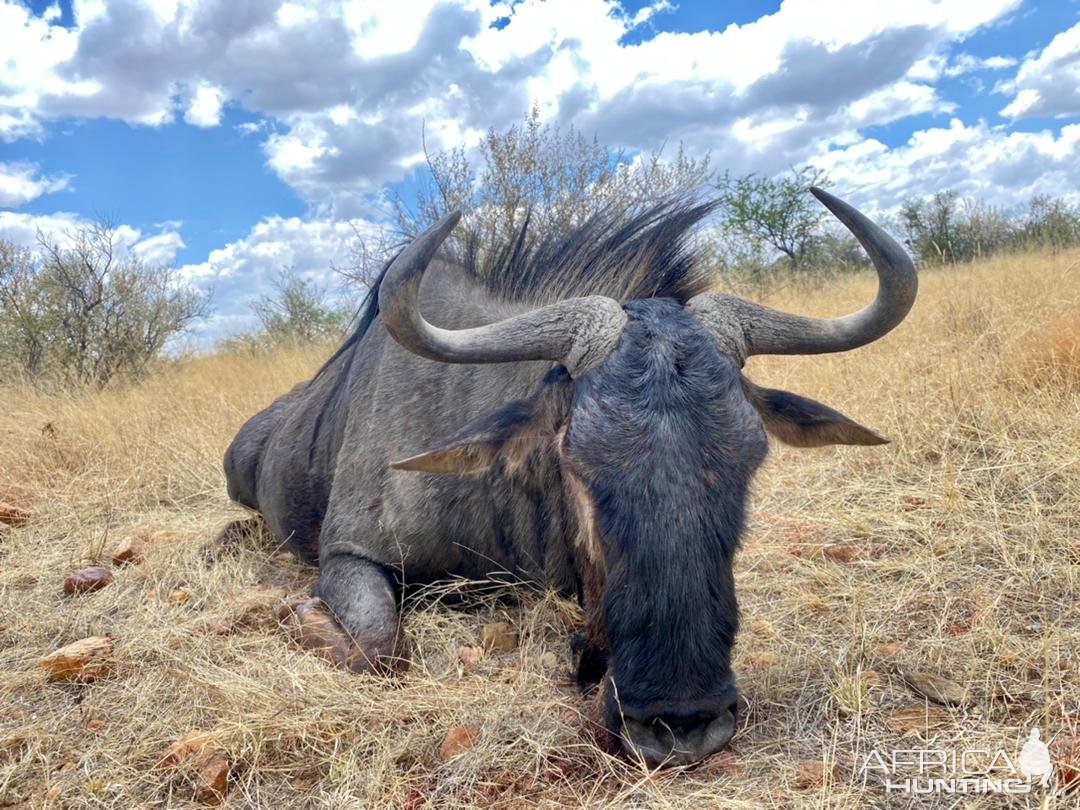 Blue Wildebeest Hunt Namibia