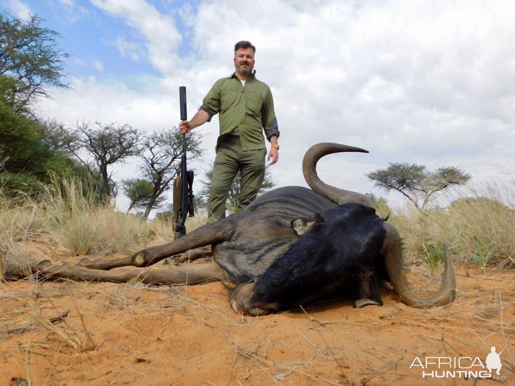 Blue Wildebeest Hunt Namibia