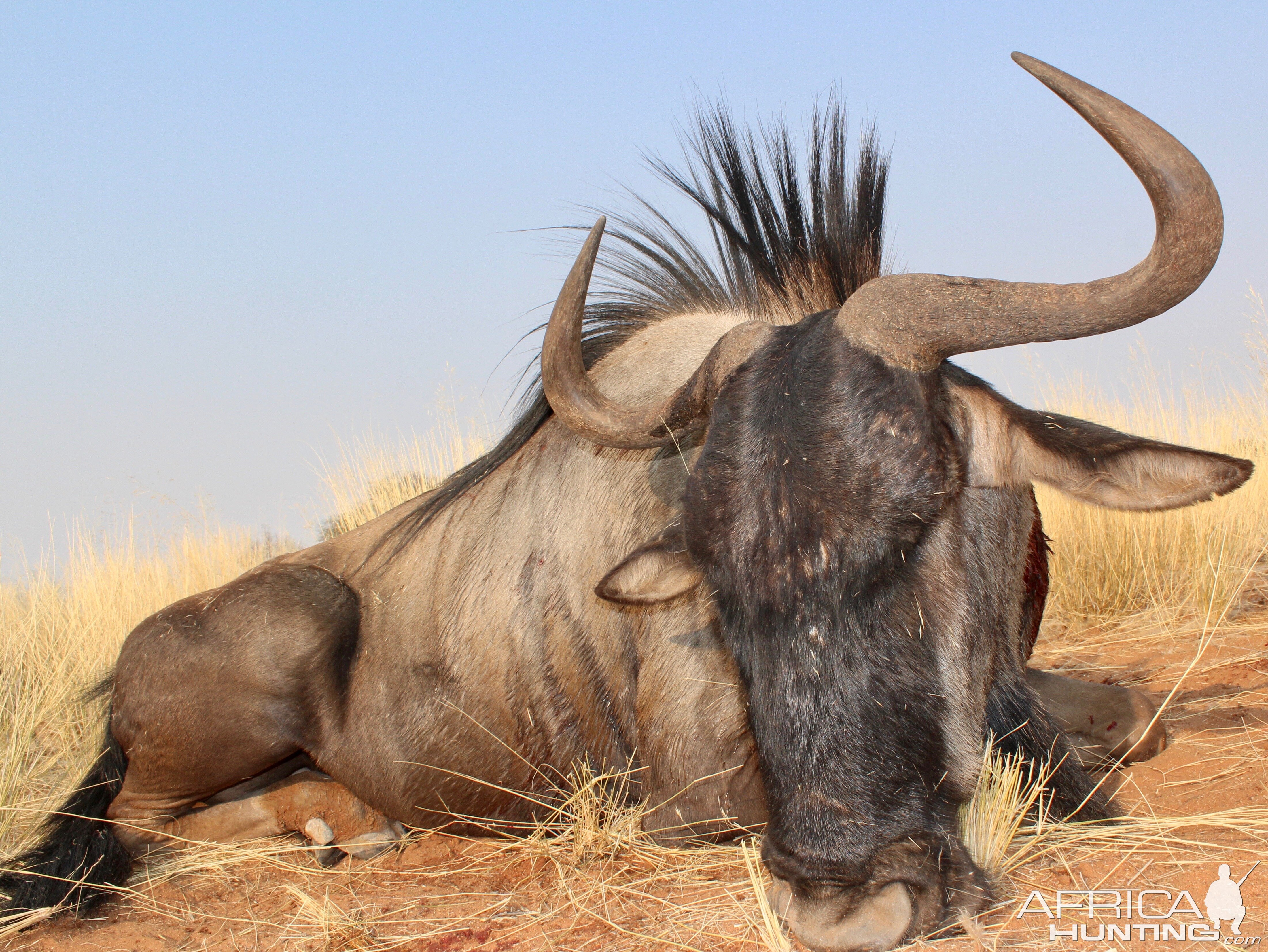 Blue Wildebeest Hunt Namibia