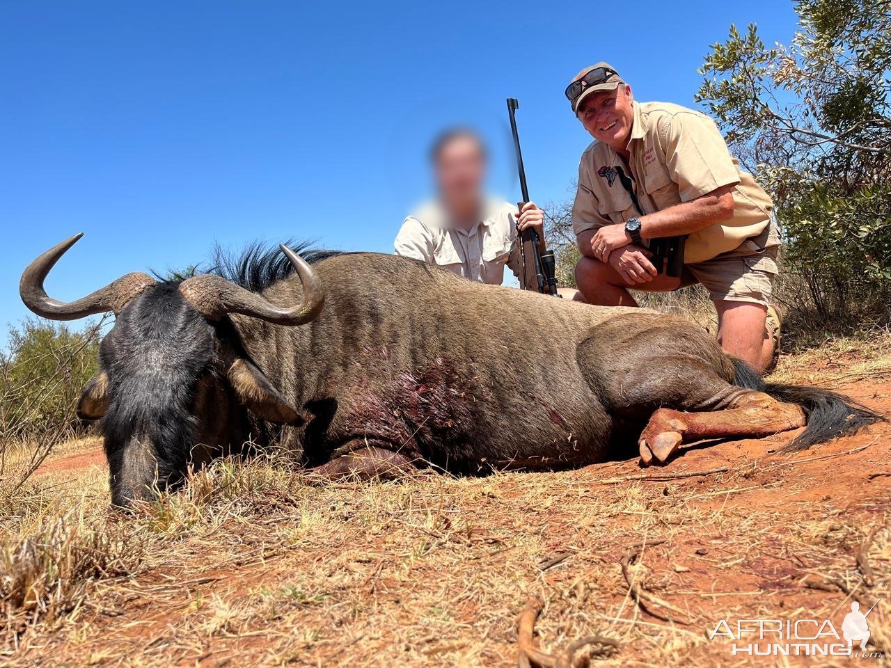 Blue Wildebeest hunt North West Province