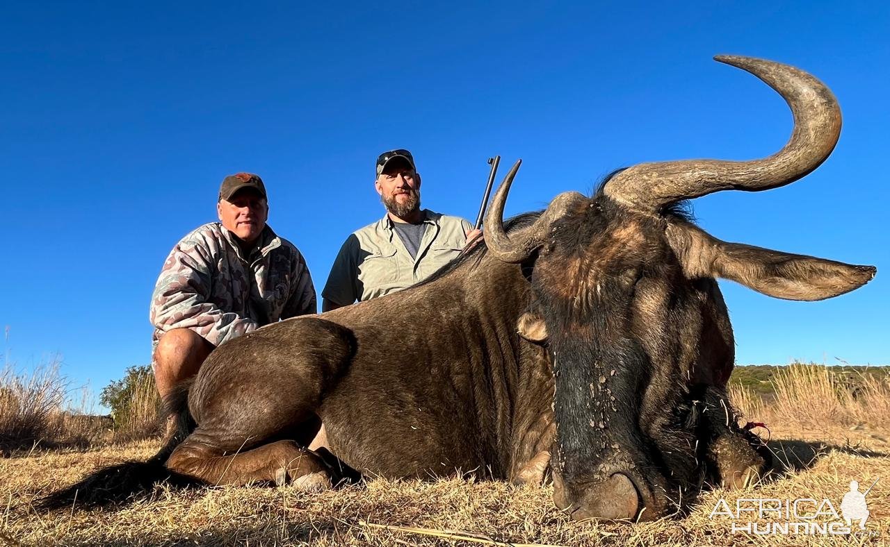 Blue Wildebeest hunt, NW Province