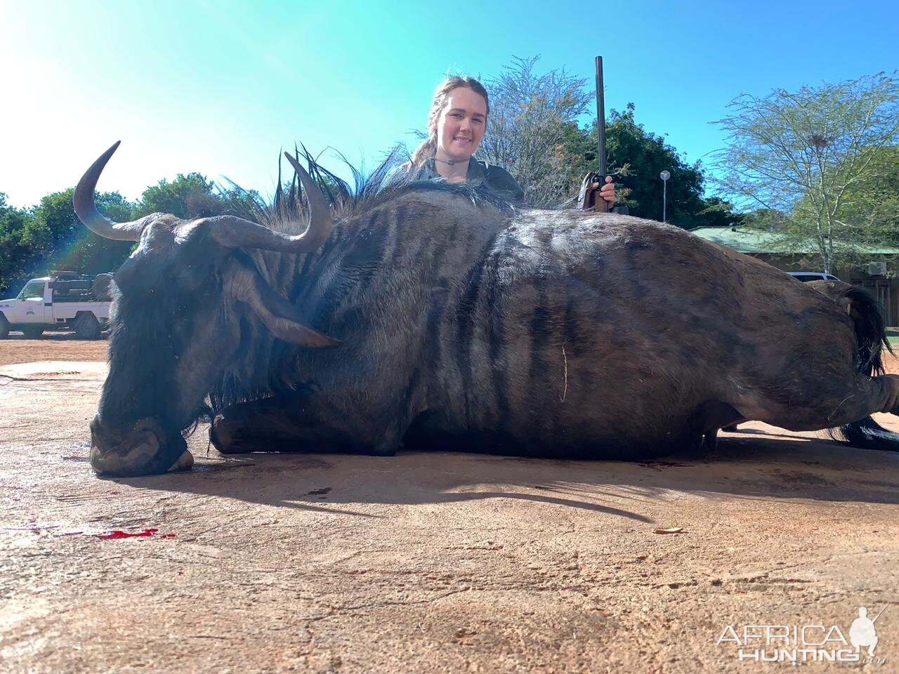 Blue Wildebeest Hunt South Africa