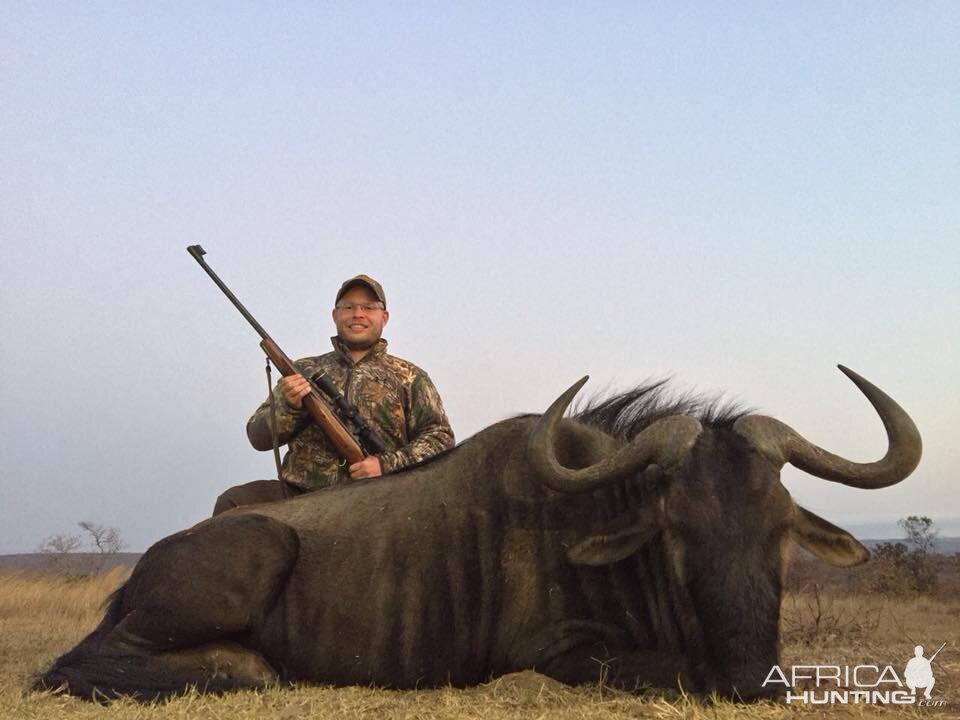 Blue Wildebeest Hunt South Africa