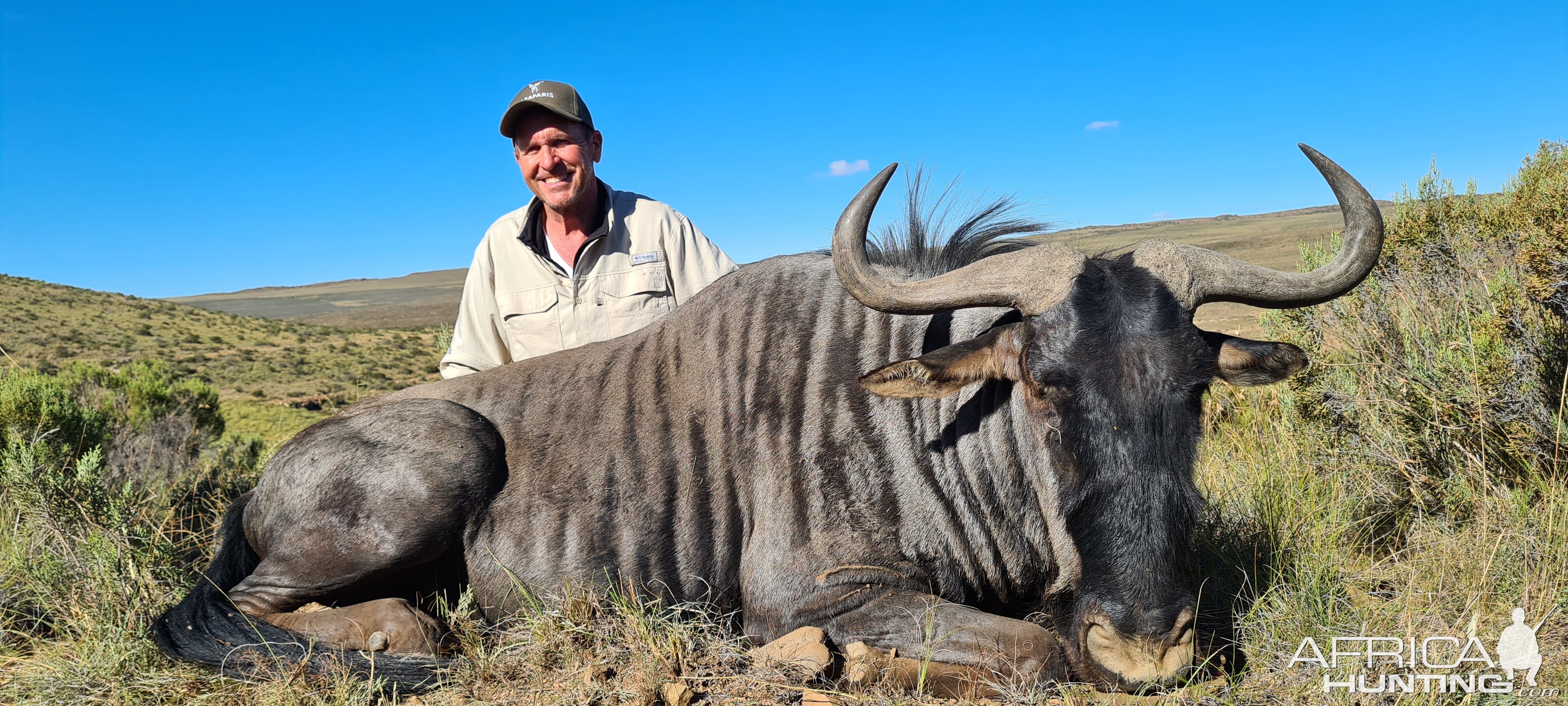 Blue Wildebeest Hunt South Africa