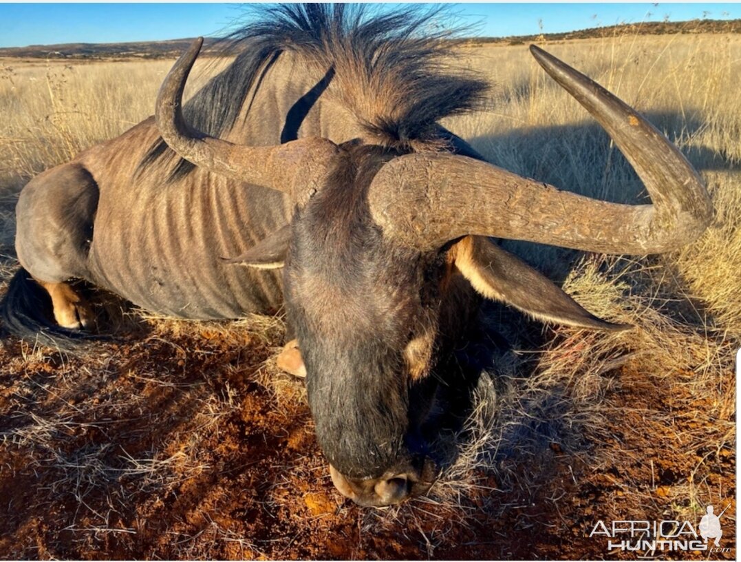 Blue Wildebeest Hunt South Africa