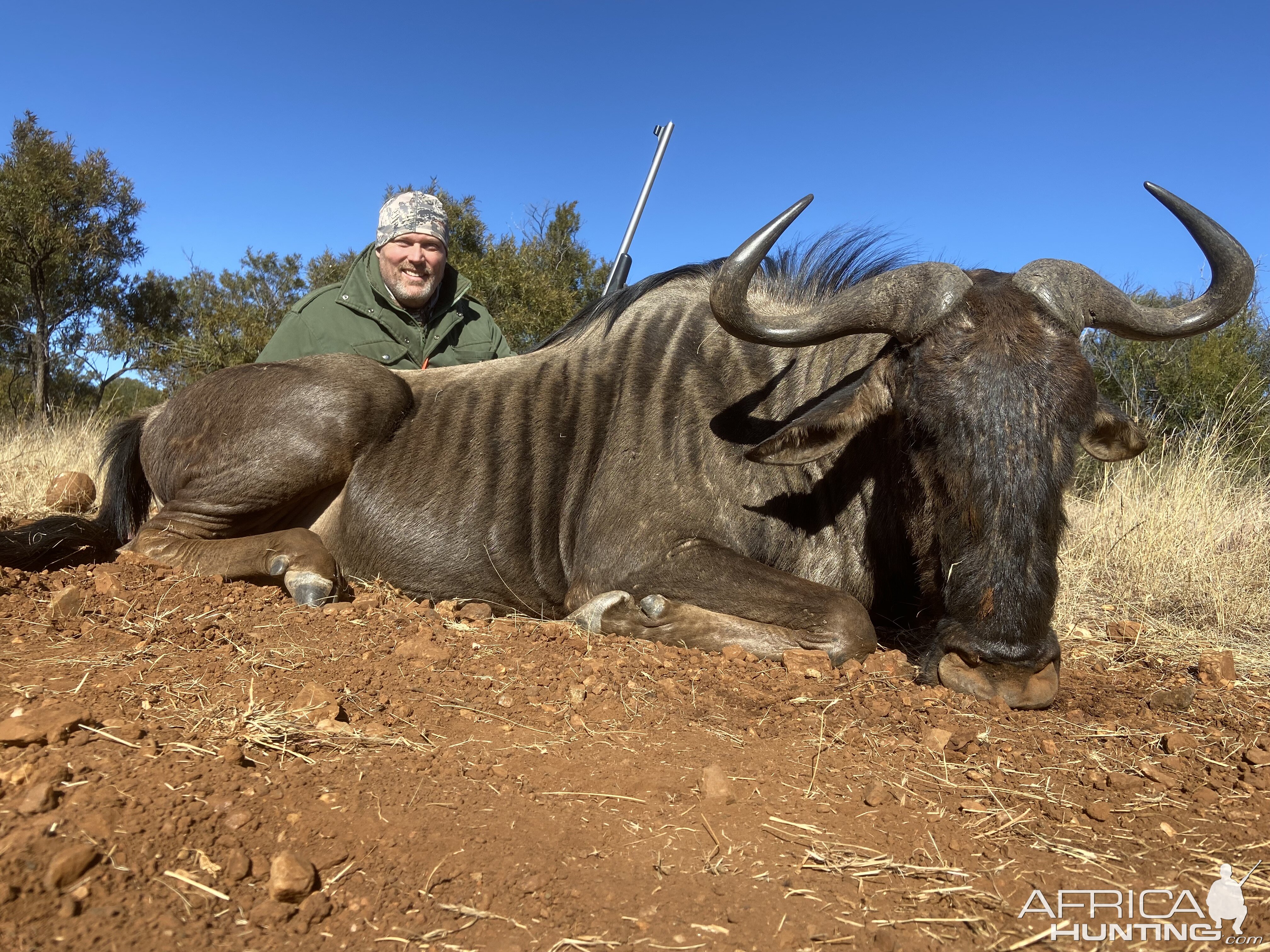 Blue Wildebeest Hunt South Africa