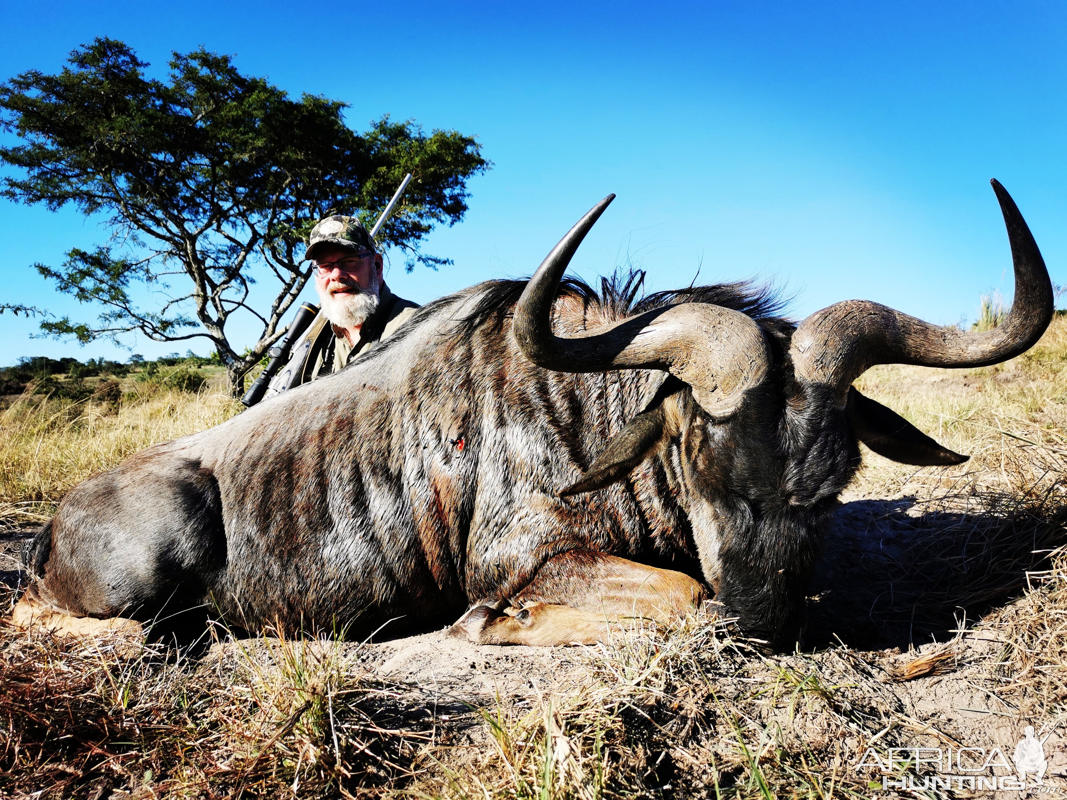 Blue Wildebeest Hunt South Africa