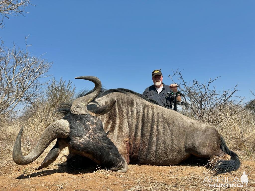 Blue Wildebeest Hunt South Africa