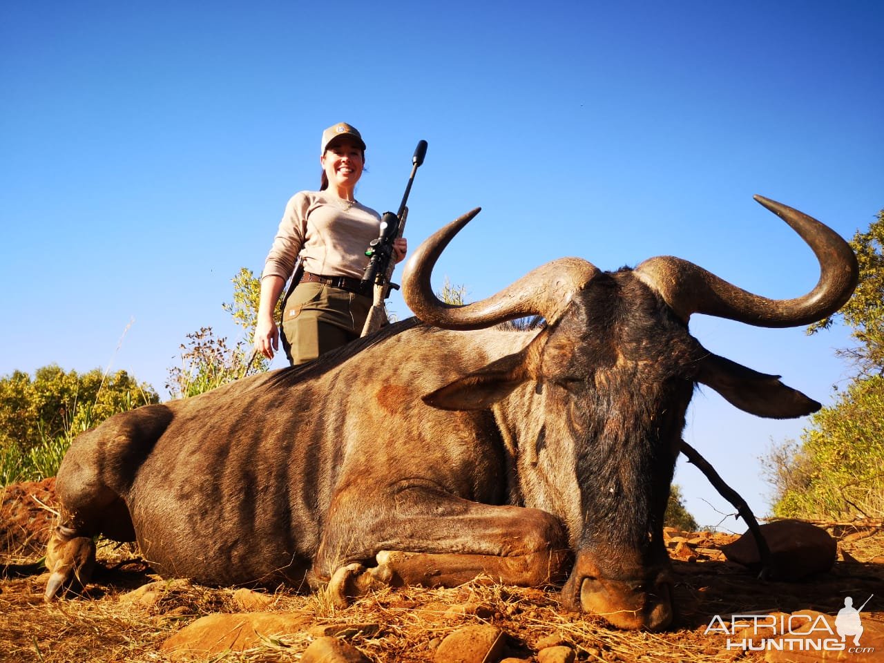 Blue Wildebeest Hunt South Africa