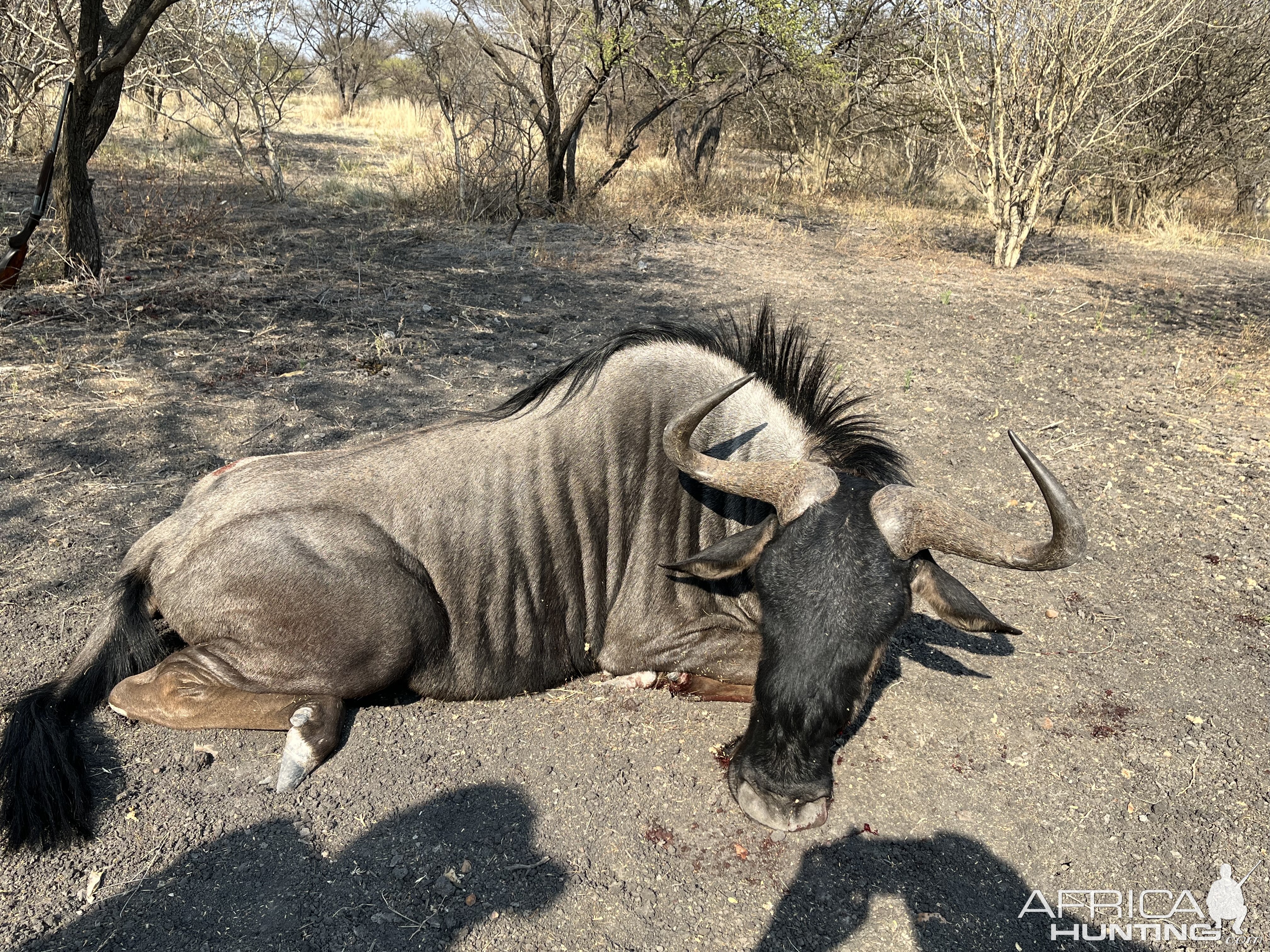 Blue Wildebeest Hunt South Africa