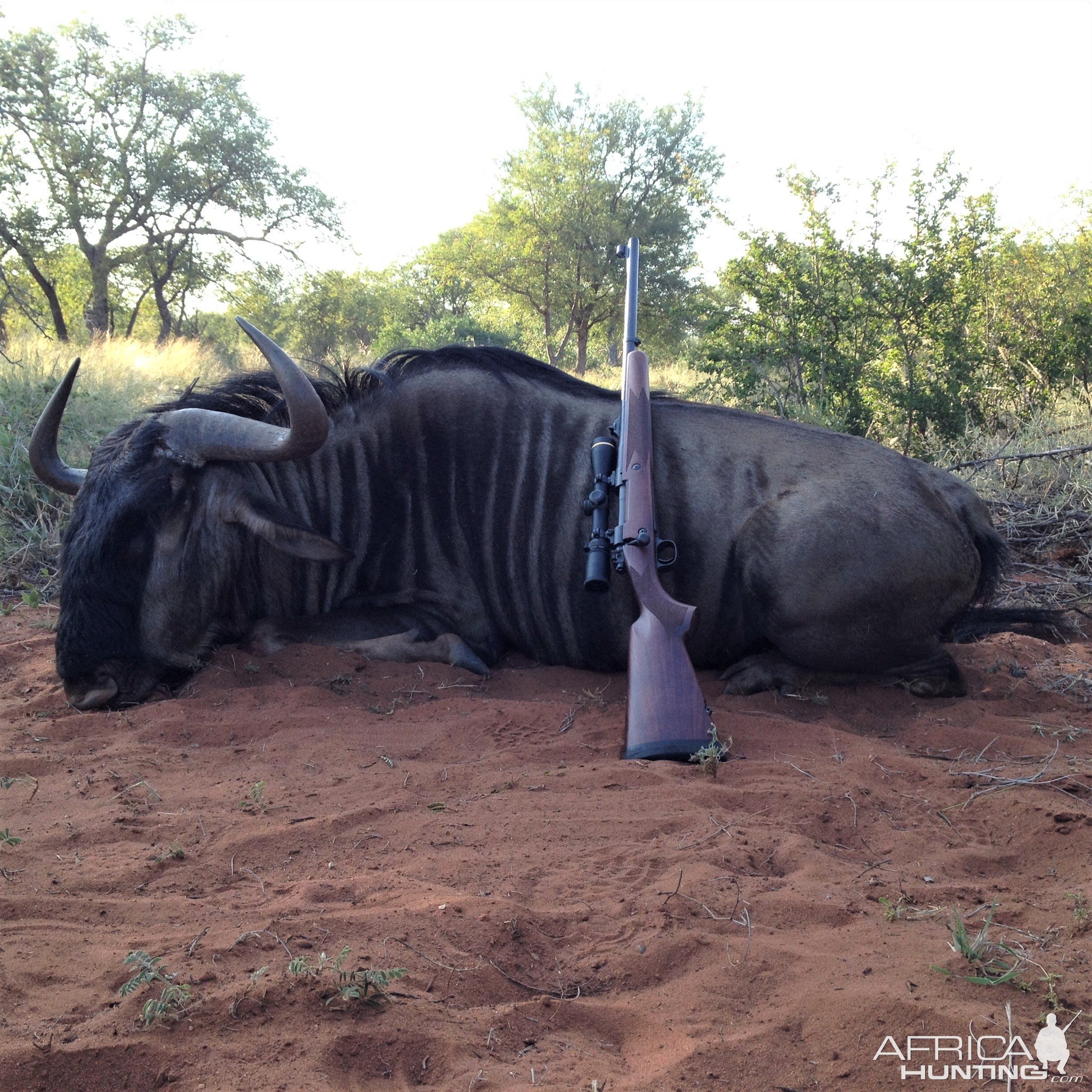 Blue Wildebeest Hunt South Africa