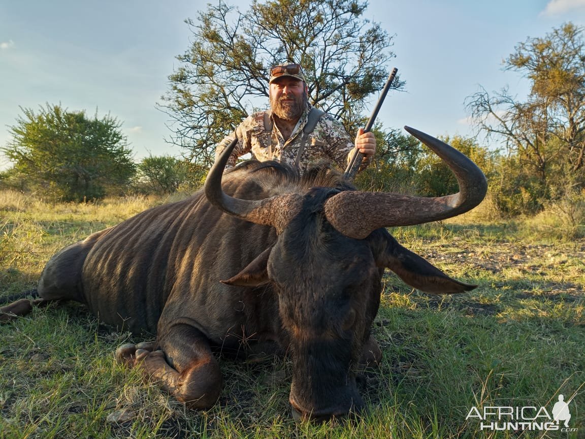 Blue Wildebeest Hunt South Africa