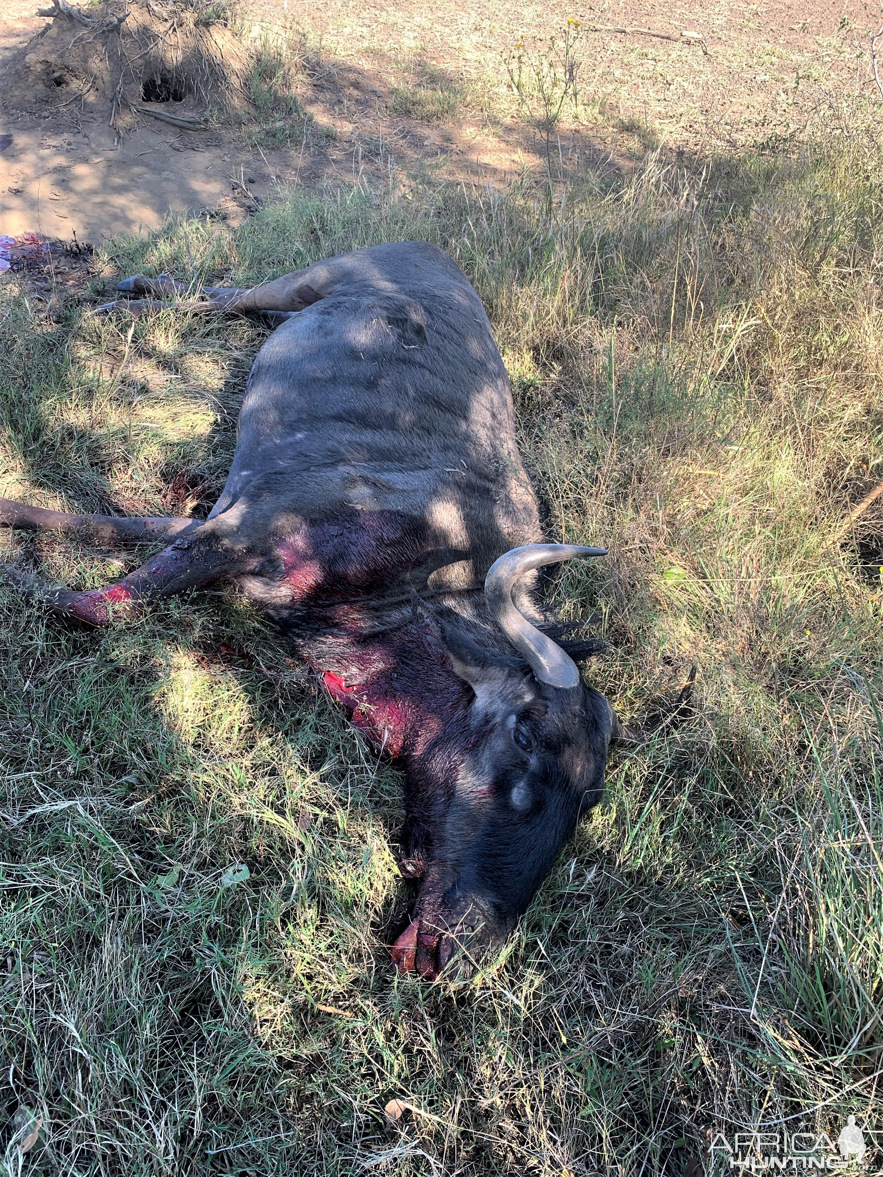 Blue Wildebeest Hunt South Africa