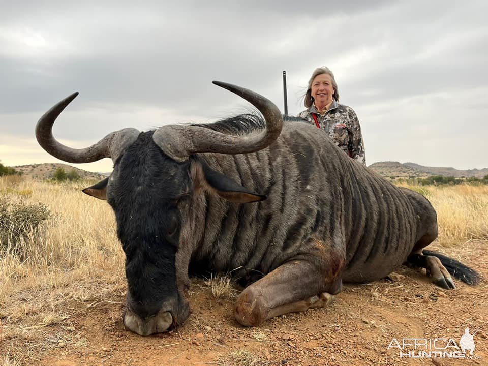 Blue Wildebeest Hunt South Africa