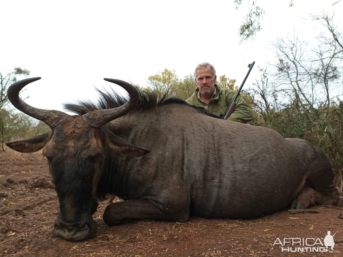 Blue Wildebeest Hunt South Africa