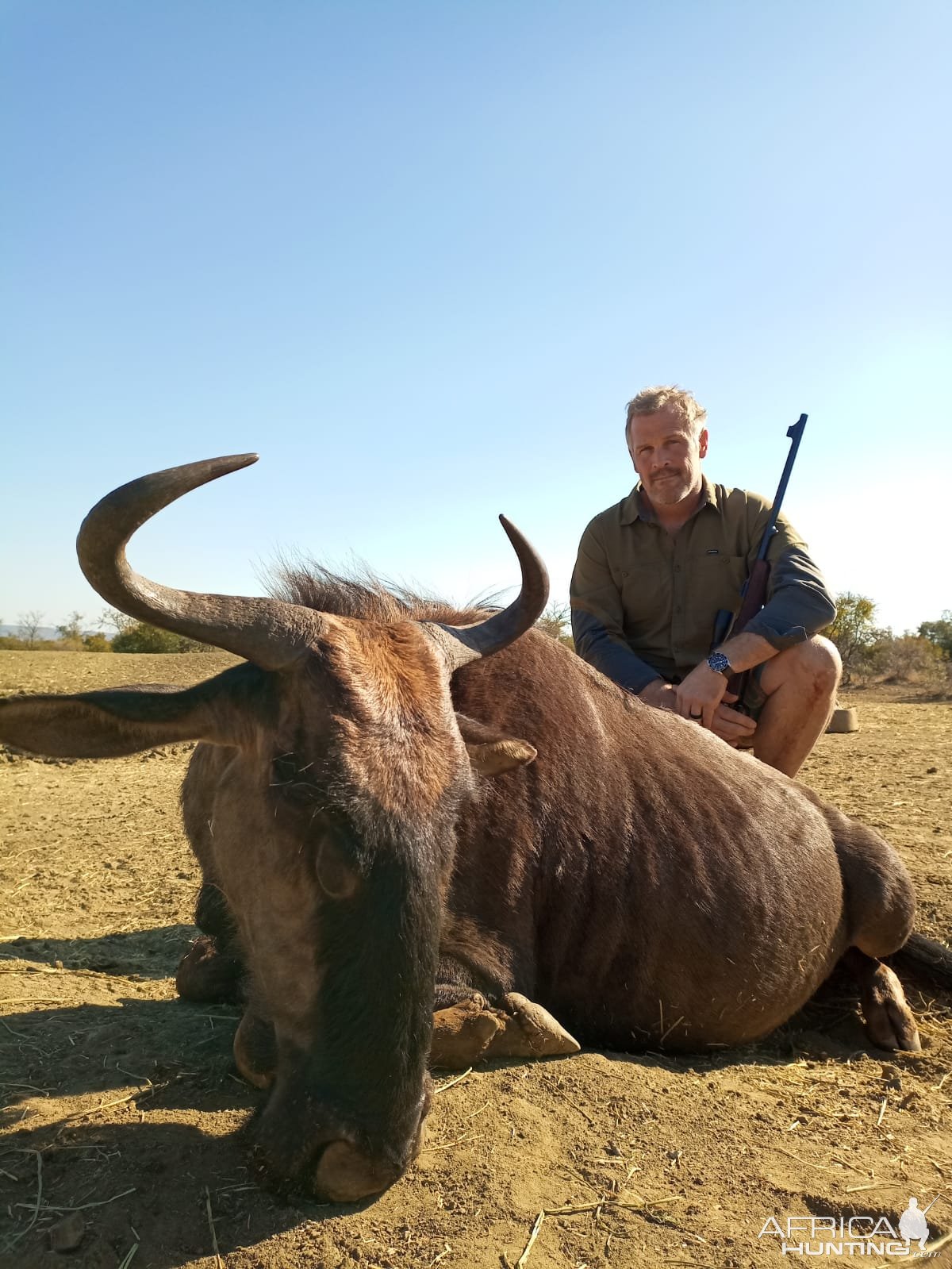 Blue Wildebeest Hunt South Africa