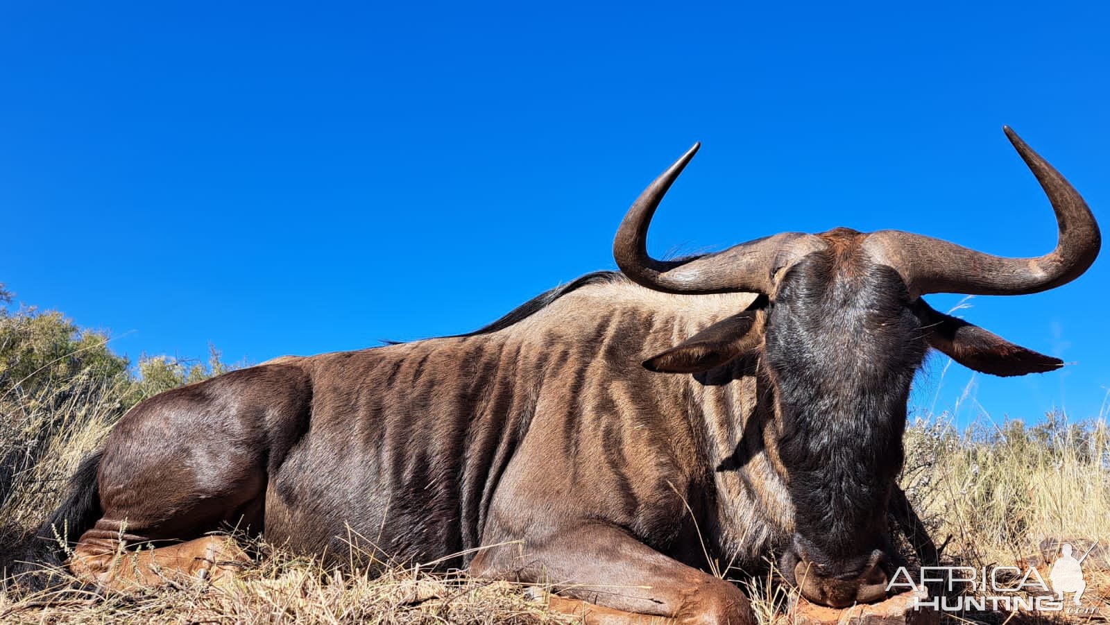 Blue Wildebeest Hunt South Africa