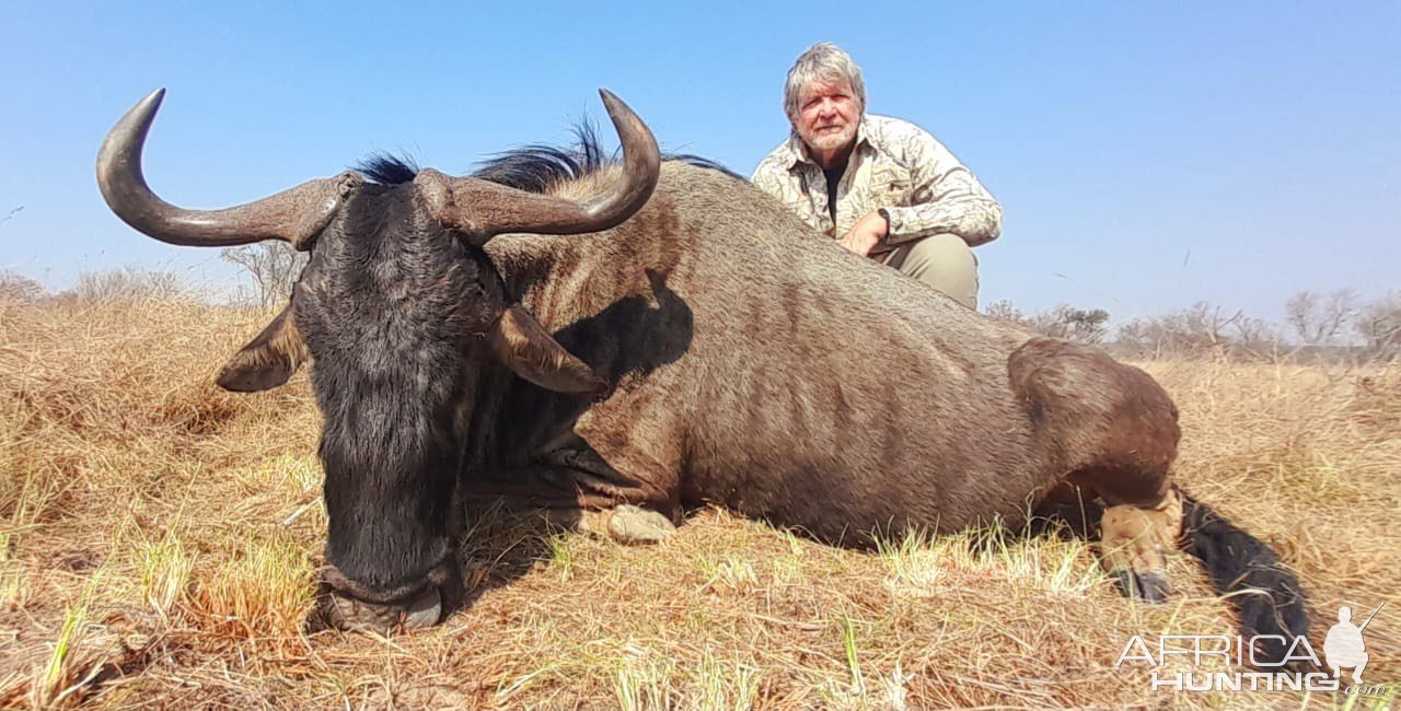 Blue Wildebeest Hunt South Africa