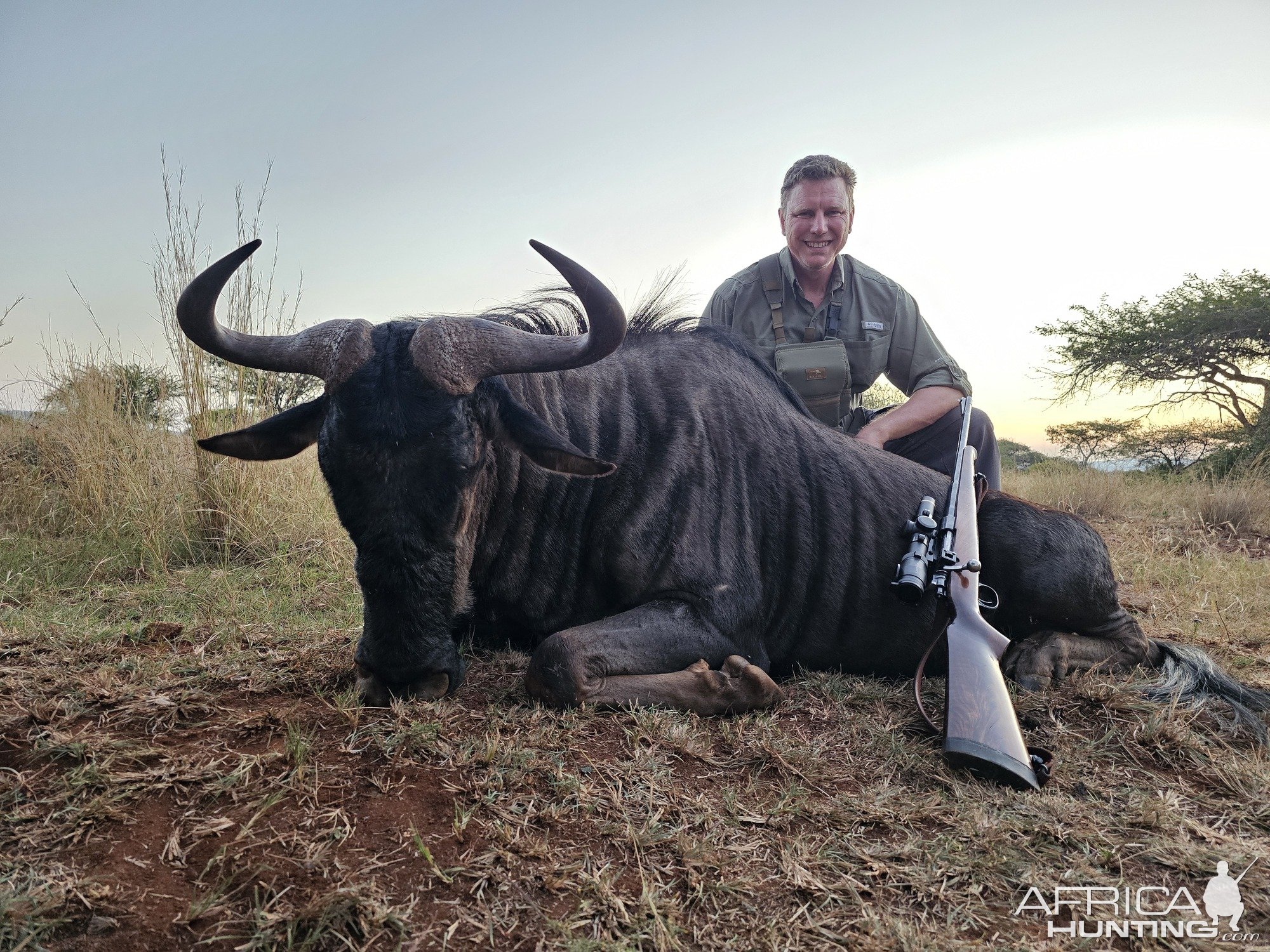 Blue Wildebeest Hunt South Africa