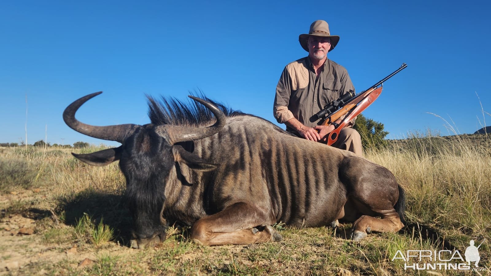 Blue Wildebeest Hunt South Africa