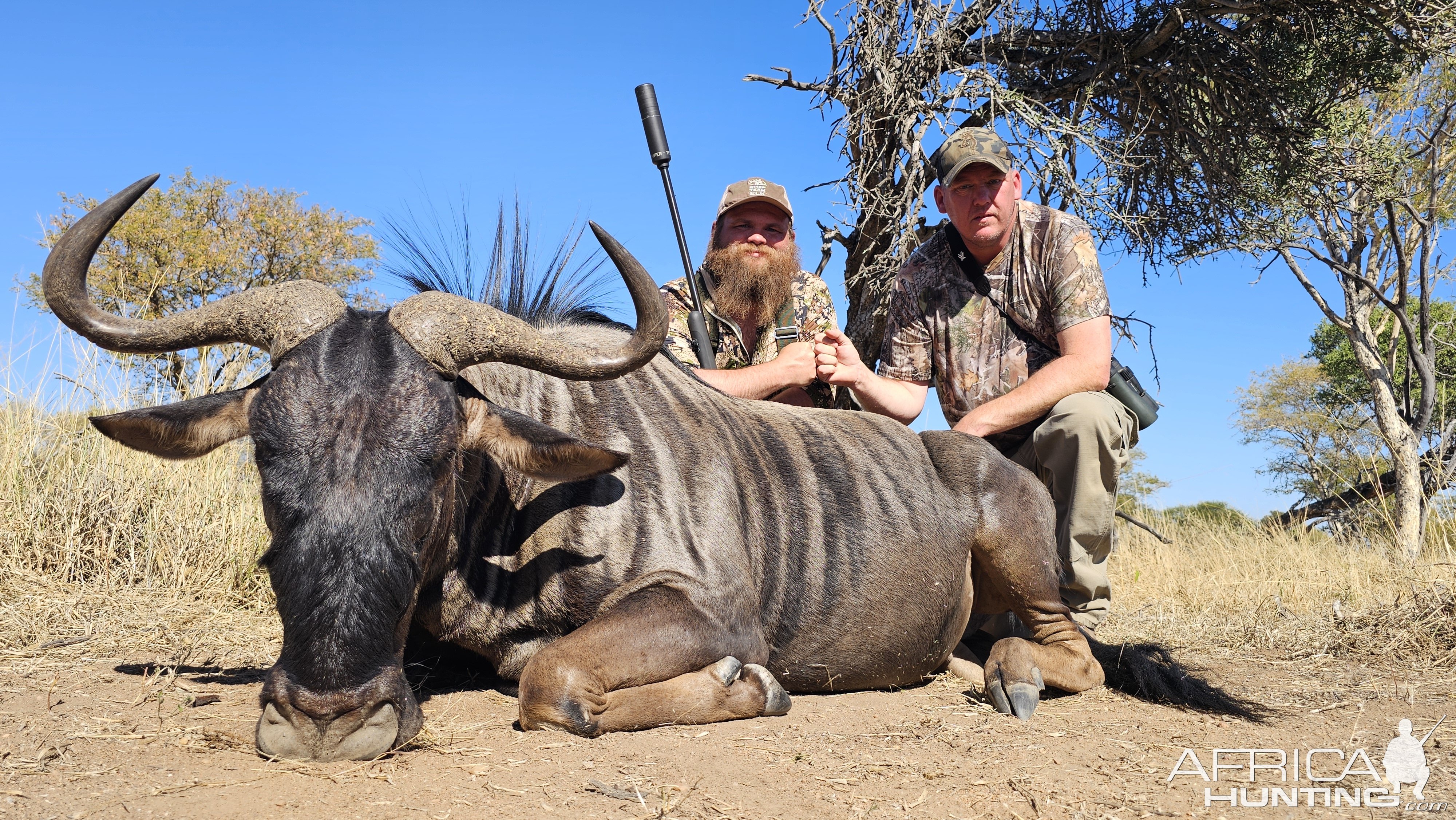 Blue Wildebeest Hunt South Africa