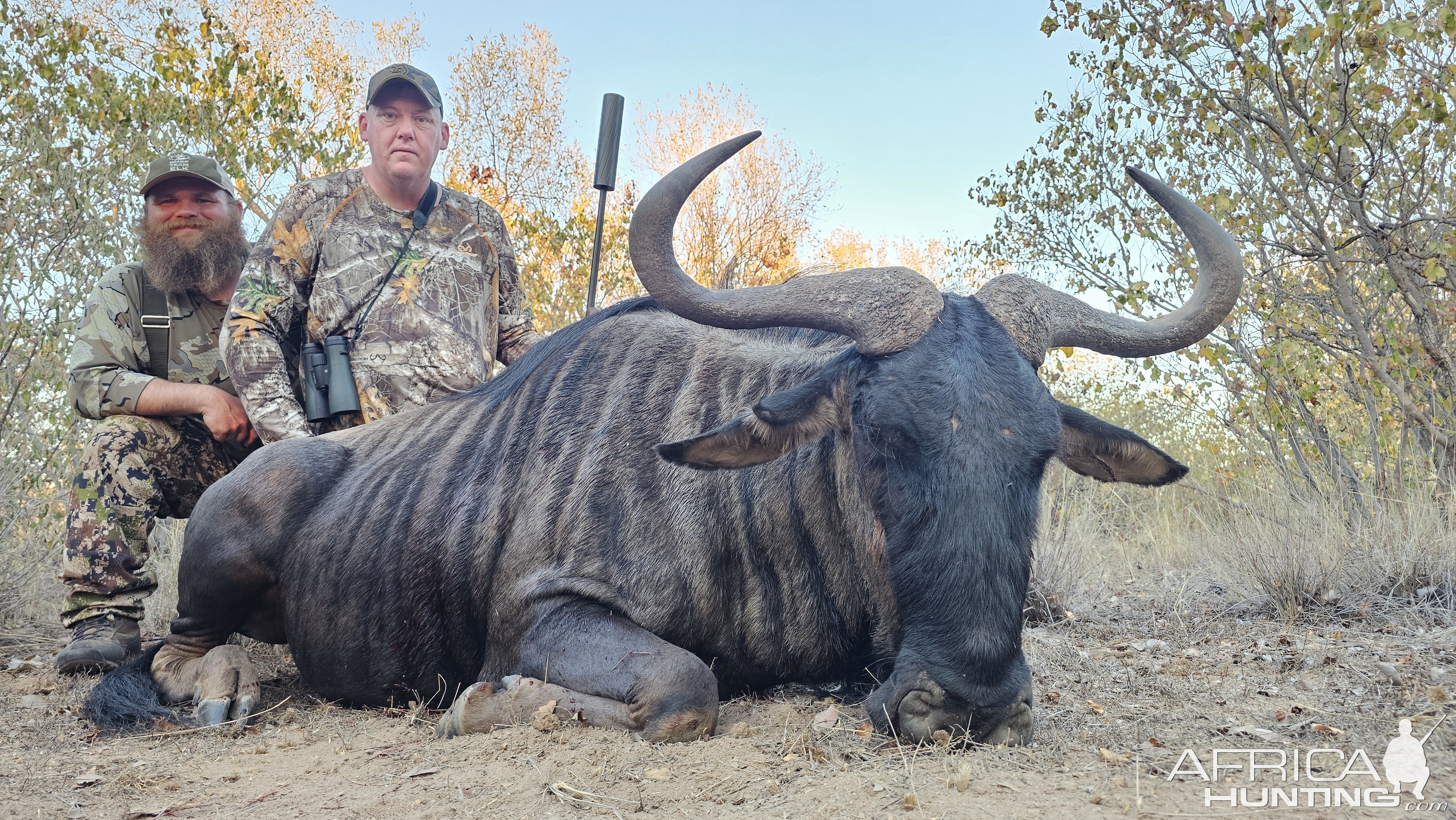 Blue Wildebeest Hunt South Africa