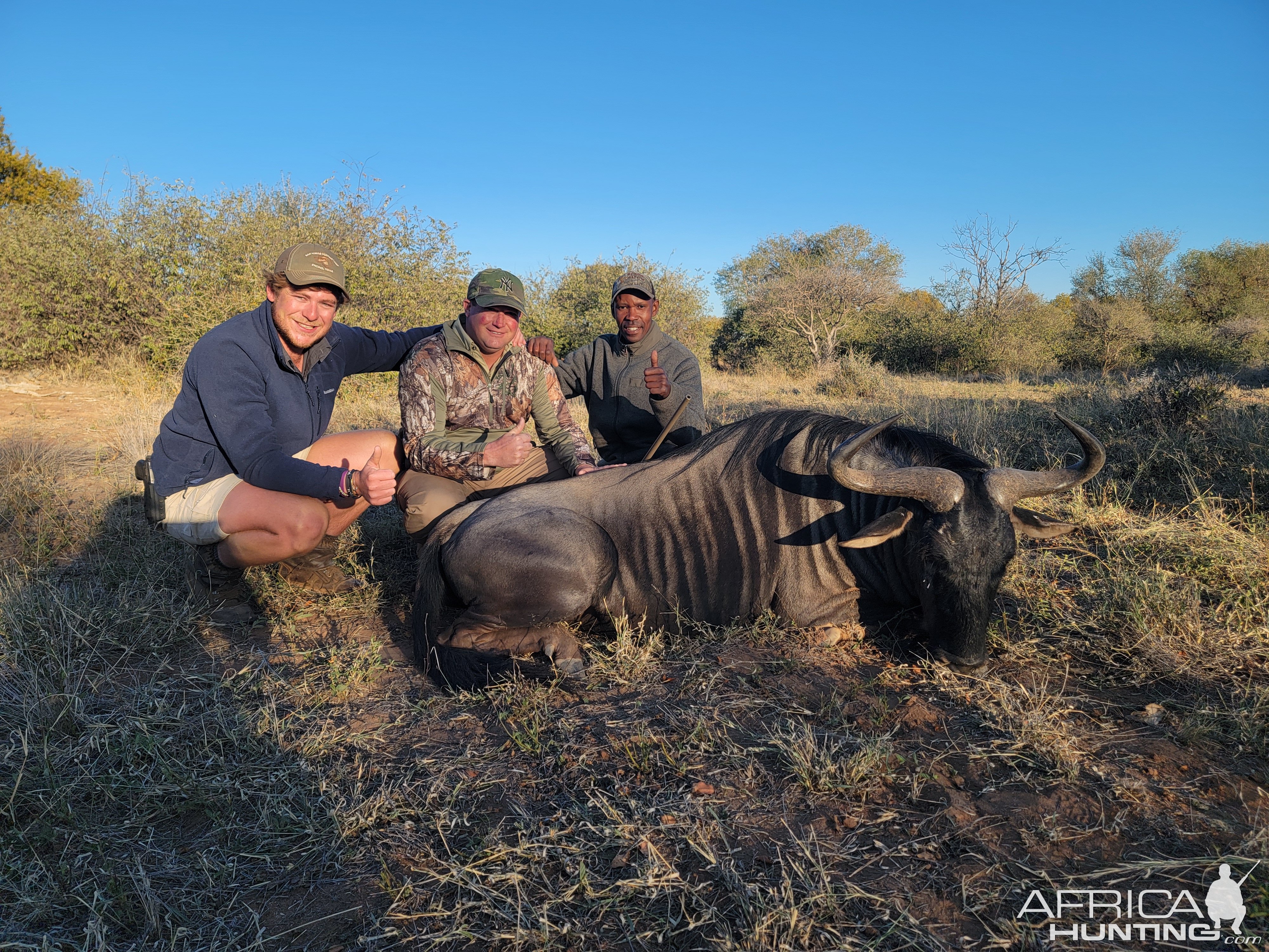 Blue Wildebeest Hunt South Africa