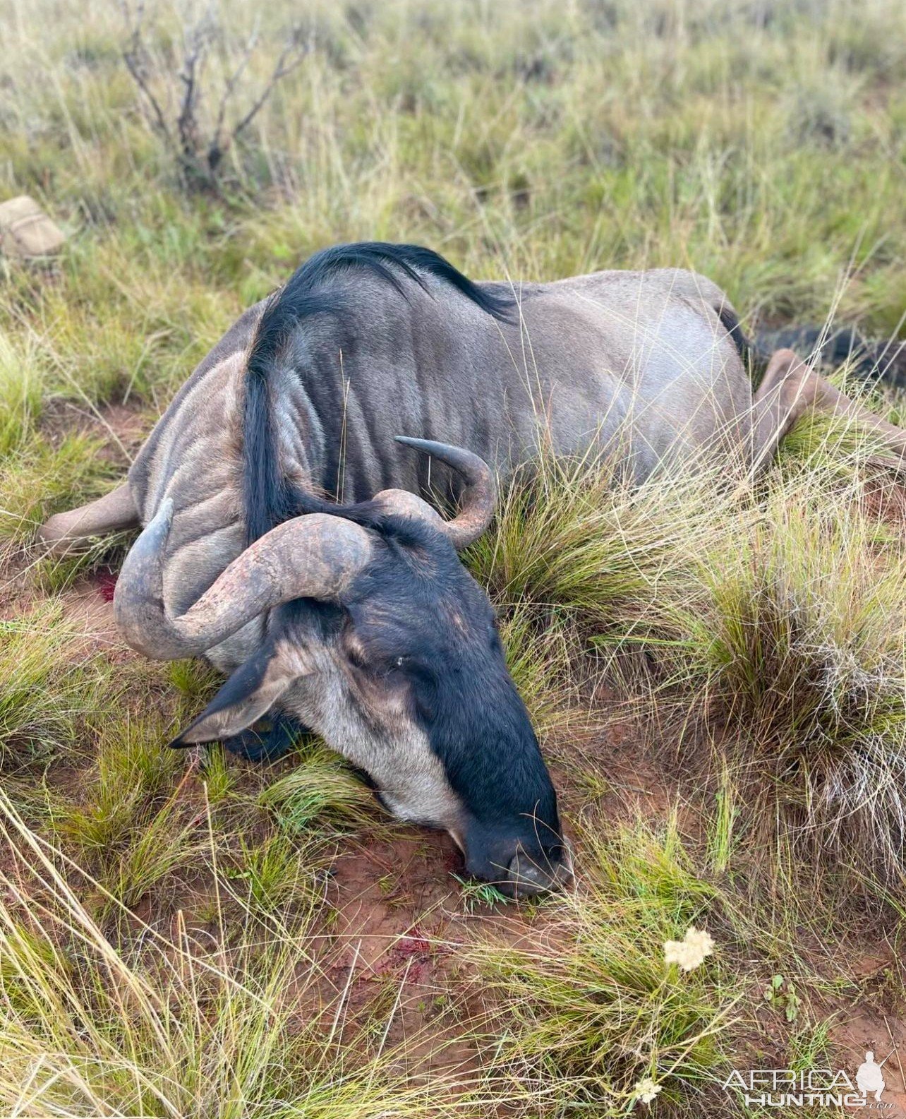 Blue Wildebeest Hunt South Africa