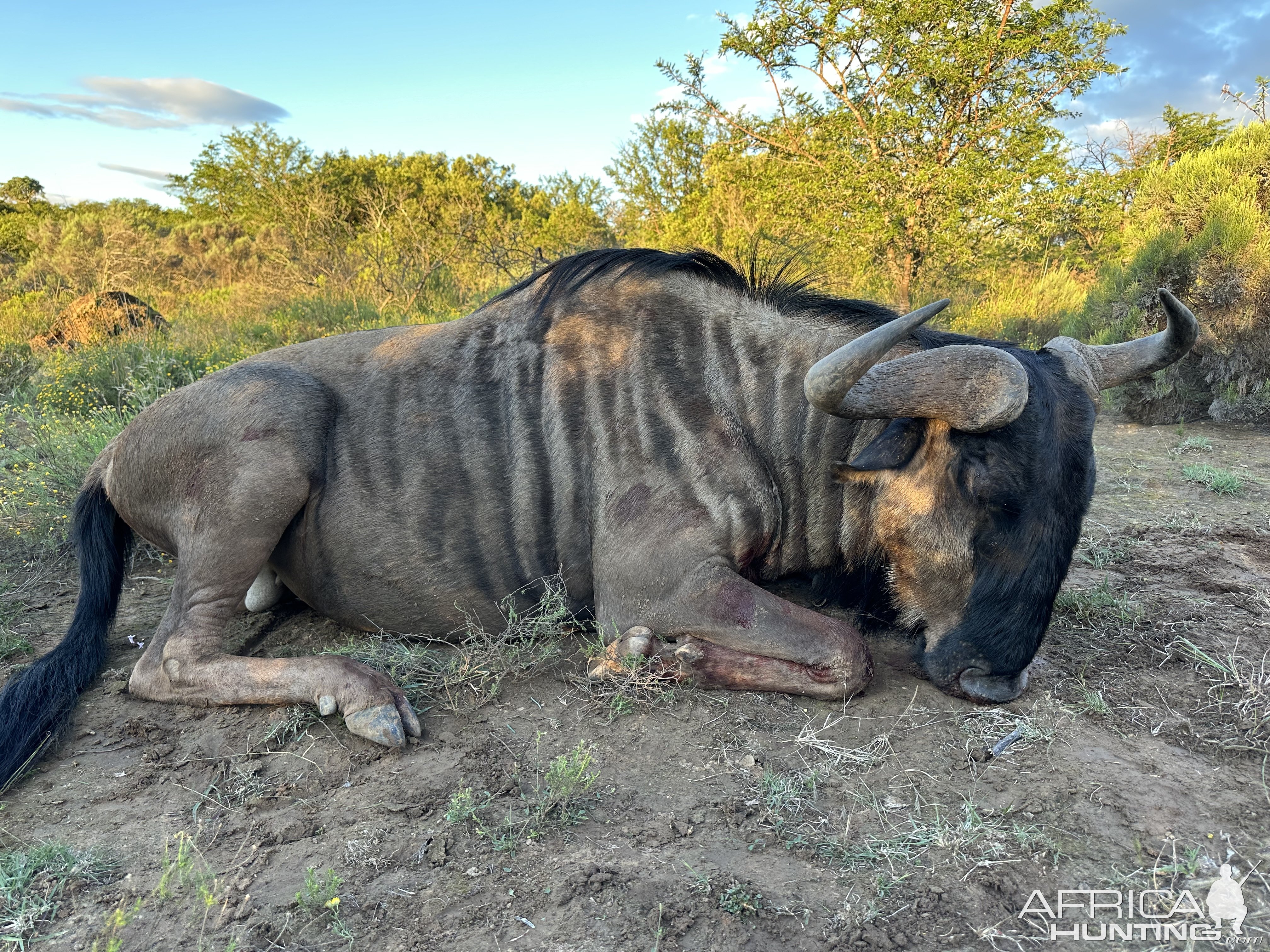 Blue Wildebeest Hunt South Africa