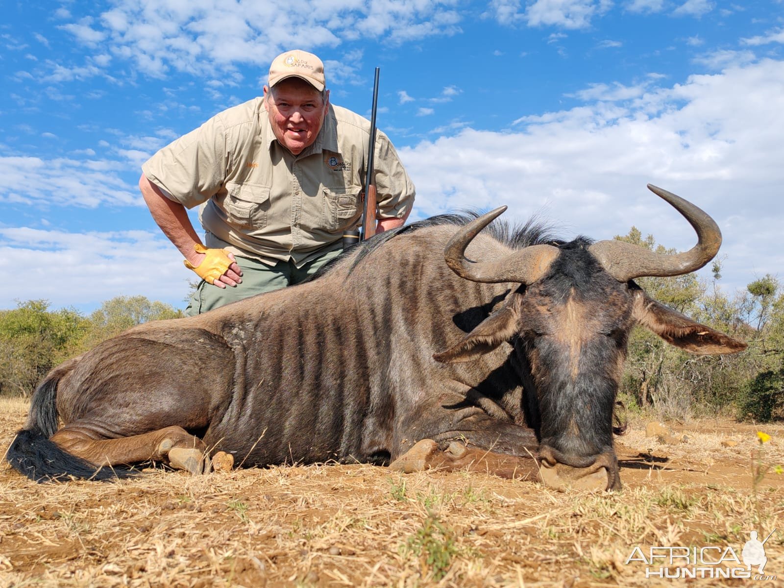 Blue Wildebeest Hunt South Africa