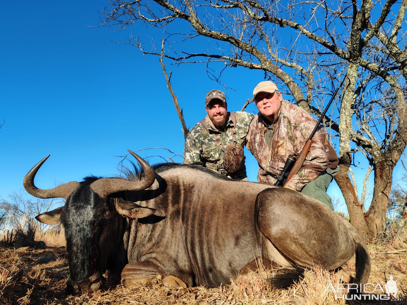 Blue Wildebeest Hunt South Africa