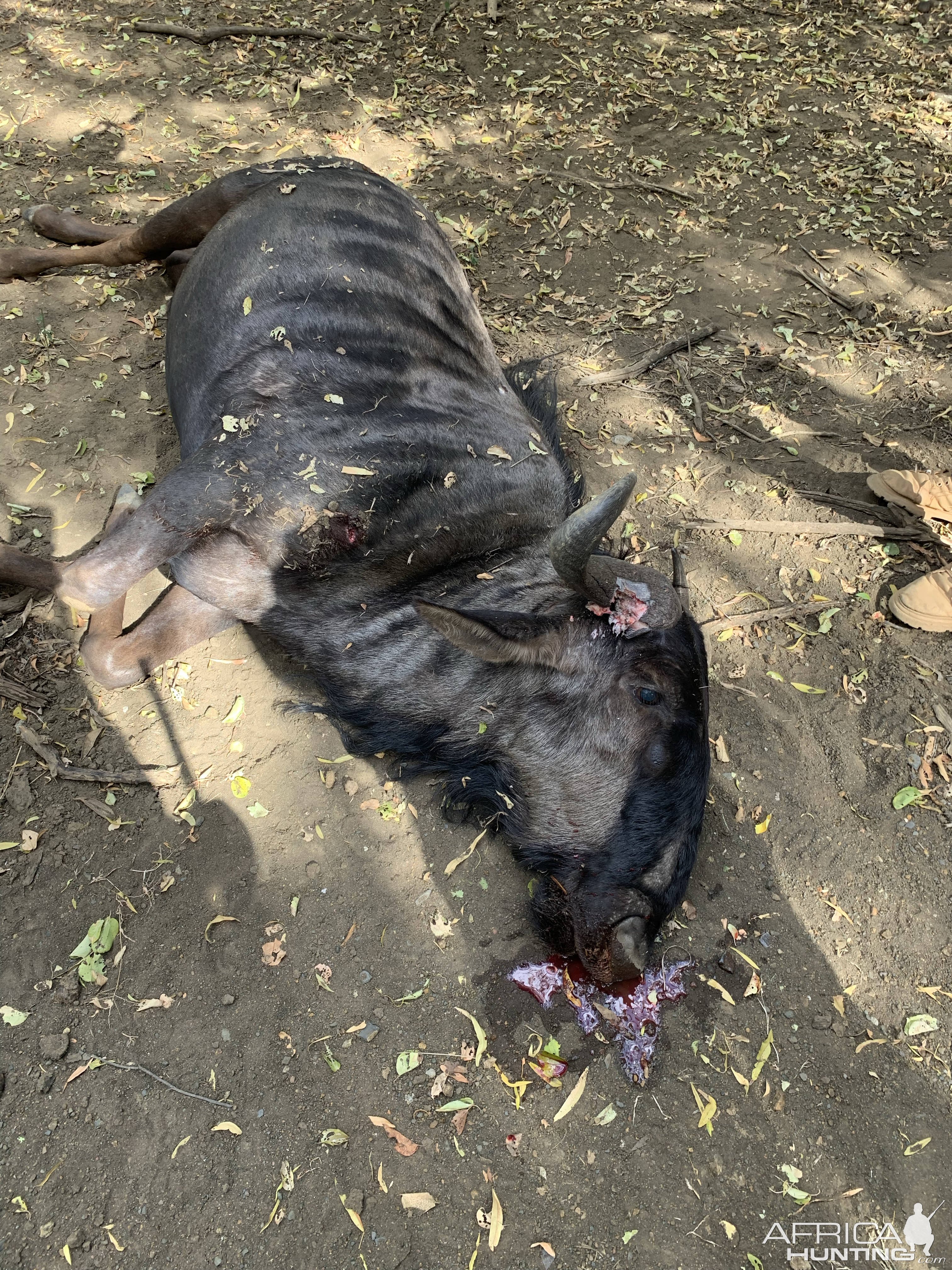 Blue Wildebeest Hunt South Africa