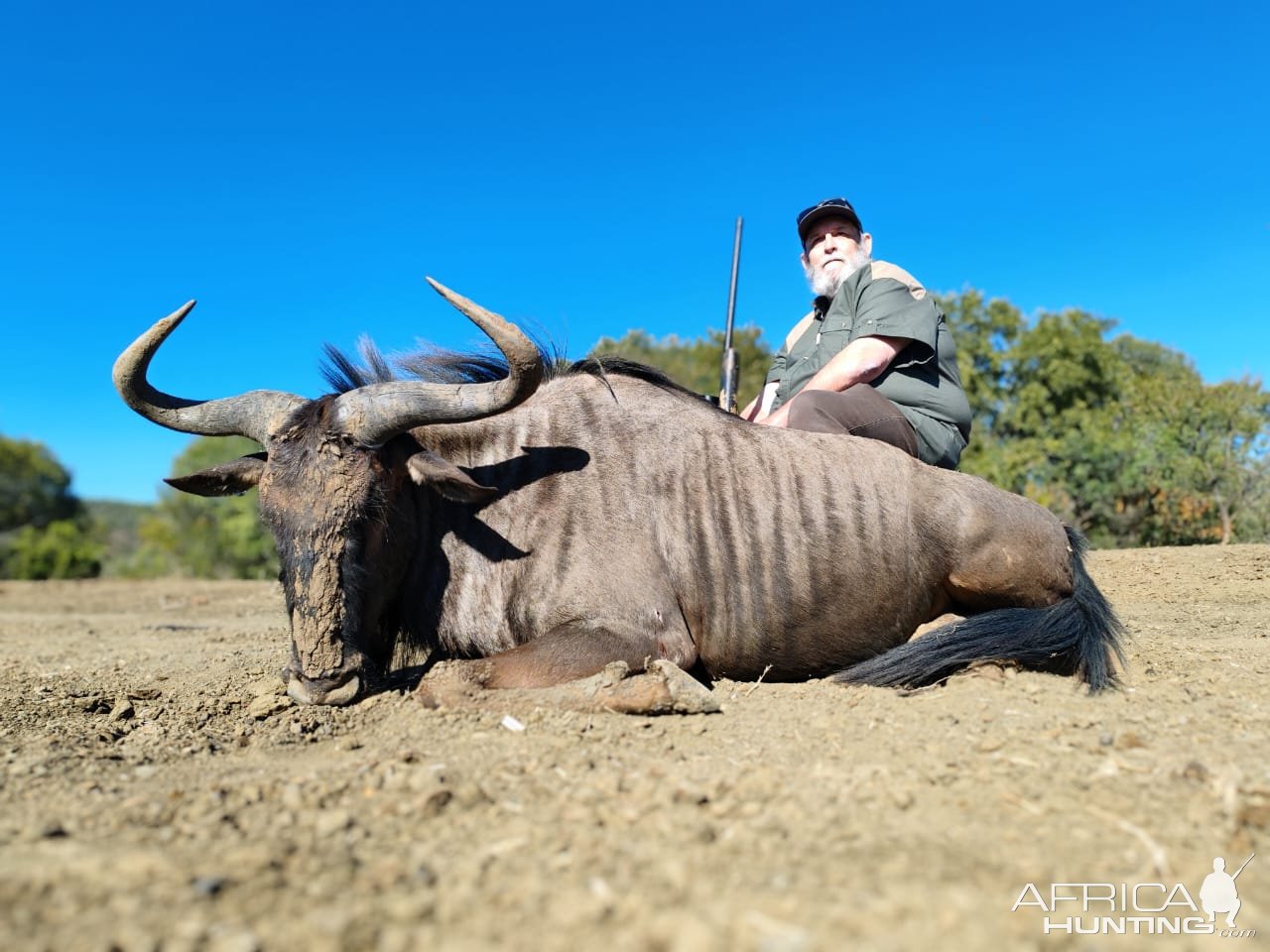 Blue Wildebeest Hunt South Africa